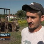 Apsurd u Doboju: Zbog „anonimne dojave“ inspekcija u kontroli magarećeg mlijeka koje je do skoro hvalio i RTRS